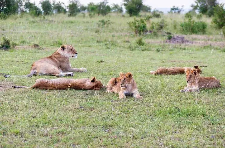 Leões podem dormir 20 horas por dia