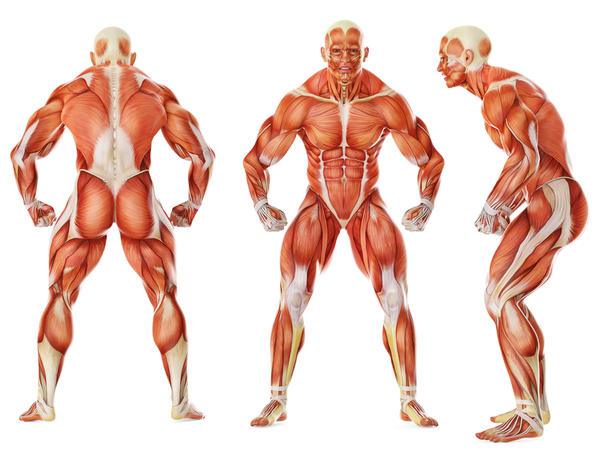sistema-muscular-quais-diferentes-tipos-de-problemas