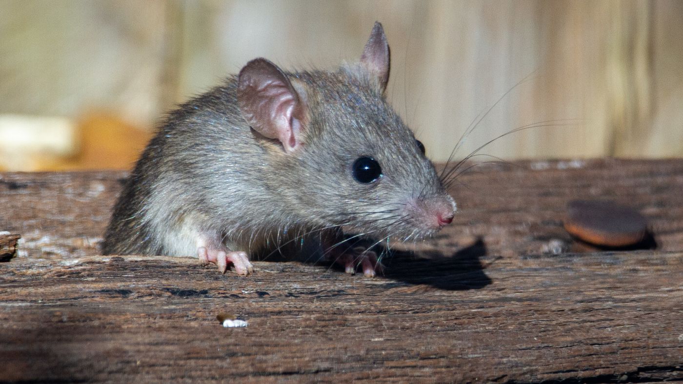 Rats-were-not-the-main-vectors-of-the-Black-Death