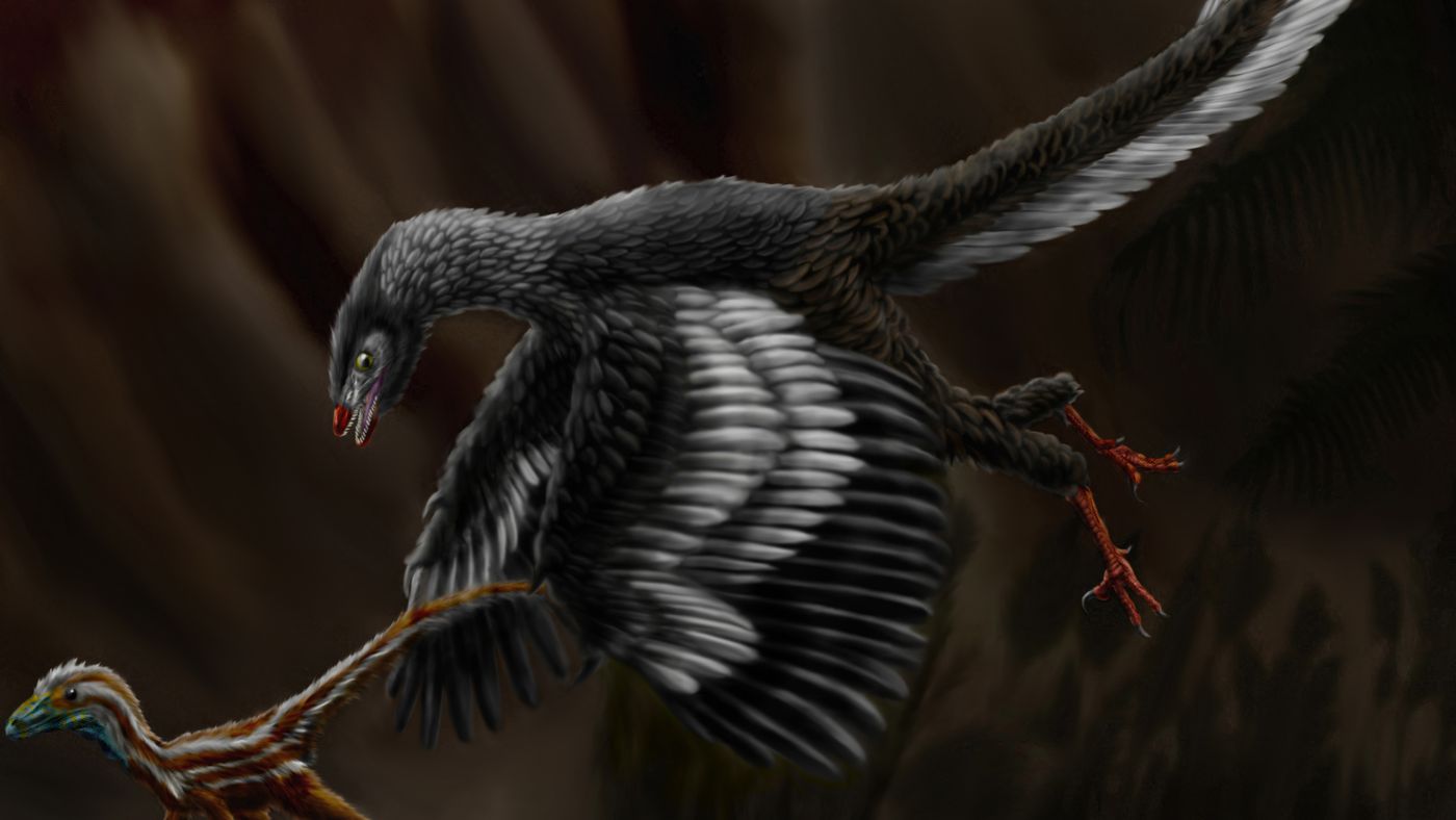 This-curious-fossil-is-of-a-hybrid-bird-with-a