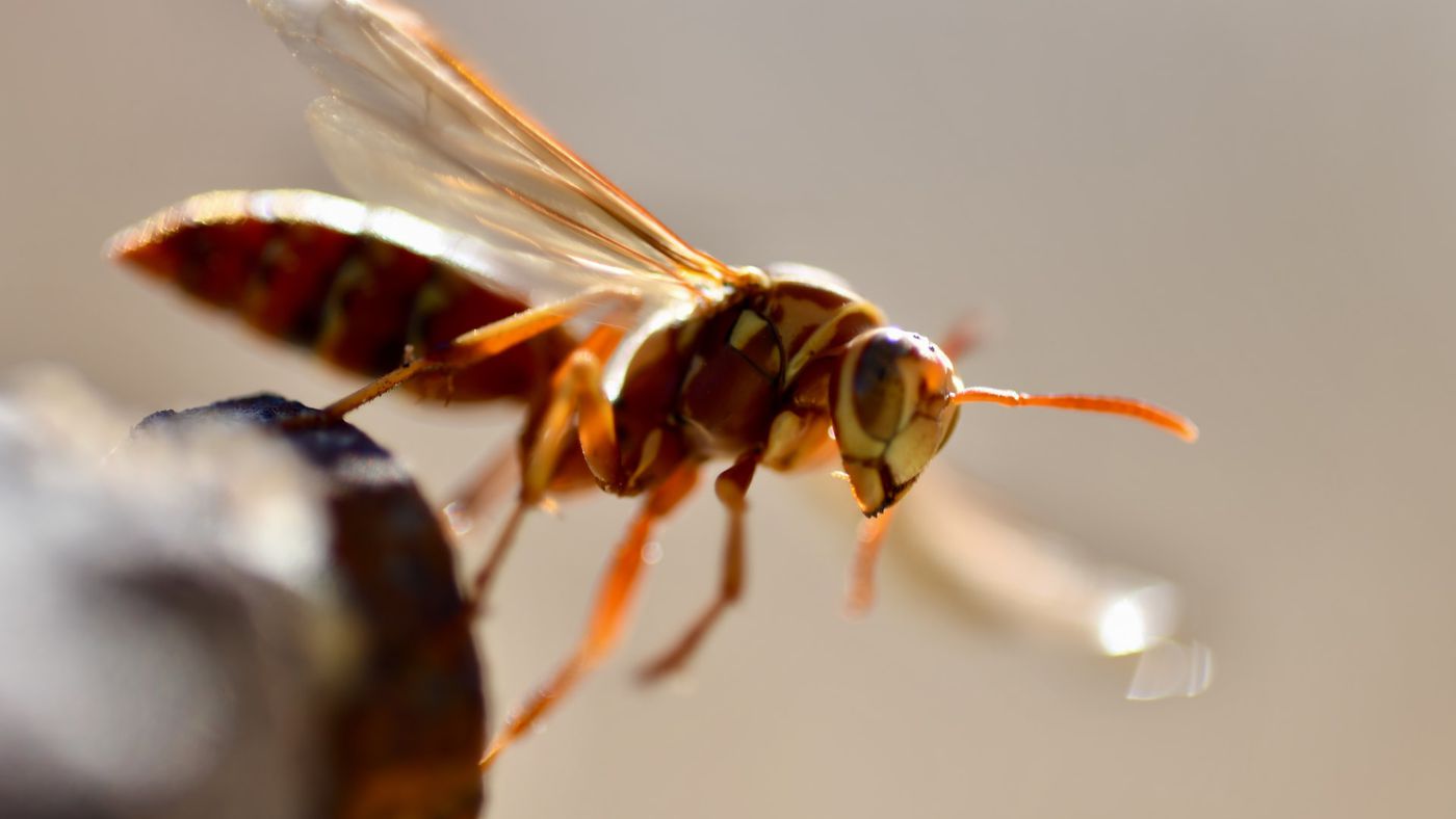 Male-wasps-use-penis-spines-to-defend-themselves-against-predators